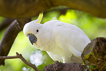 Sulphur-crested Cockatoo, Australia