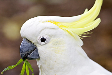 Sulphur-crested Cockatoo, Australia