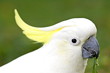 Sulphur-crested Cockatoo eating vegetation, Australia