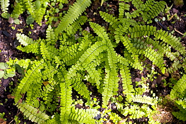 Ferns growing in the Royal Botanical Gardens, Sydney, Australia