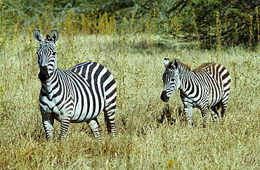 Common Plains Zebra (Grant's) & foal, Ngorongoro Crater, Tanzania