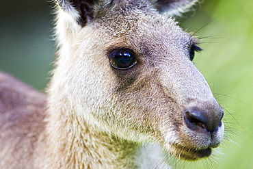 Antilopine Wallaroo, Queensland , Australia