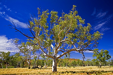 Eucalyptus tree, Queensland, Australia