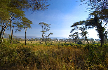 View of crater rim from the Lerai Forest, Ngorongoro Crater,Tanzania