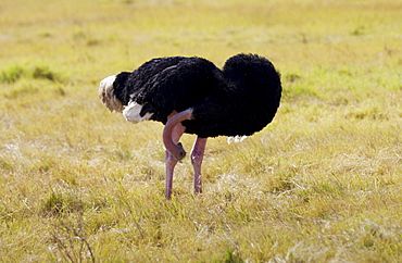 Ostrich,  Ngorongoro, Tanzania, East Africa