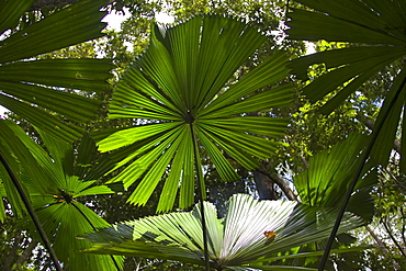 Fan Palms in the Daintree Rainforest, Queensland, Australia