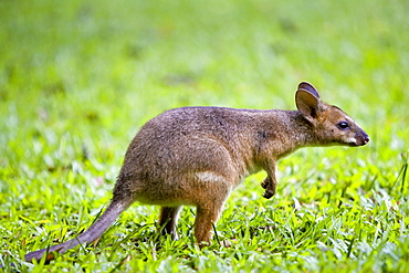 Red-legged Pademelon in the rainforest, Daintree, Queensland, Australia