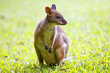 Red-legged Pademelon in the rainforest, Daintree, Queensland, Australia