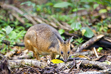 Red-legged Pademelon in the rainforest, Daintree, Queensland, Australia