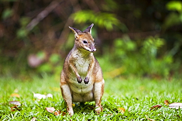 Red-legged Pademelon in the rainforest, Daintree, Queensland, Australia