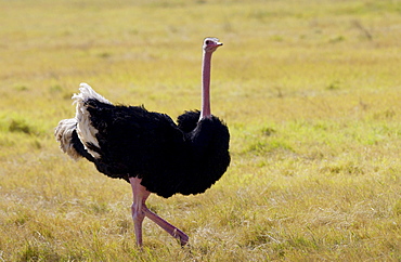 Ostrich,  Ngorongoro, Tanzania, East Africa