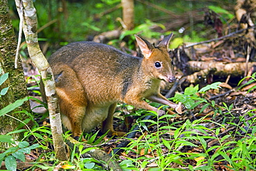 Red-legged Pademelon in the rainforest, Daintree, Queensland, Australia