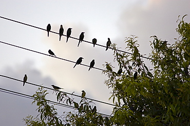 Starlings, Queensland, Australia. Avian Flu Bird Flu virus could spread to wild birds