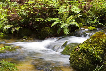 Windmill Creek at World Heritage Mount Lewis State Forest, Queensland, Australia