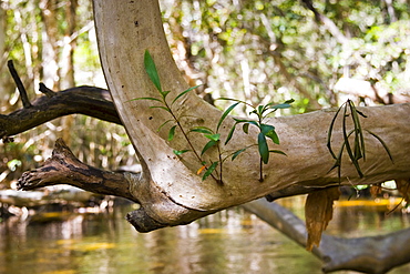 Water Cherry Tree above Mary Creek, Daintree Rainforest, Queensland, Australia