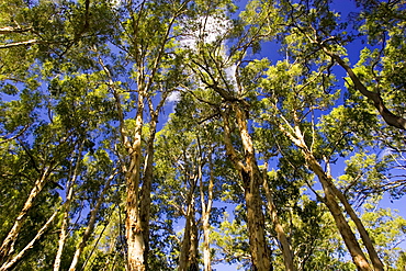 Paperbark Tea Trees, Mary Creek in the Daintree Rainforest, Australia