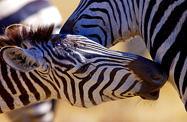 Burchells Plains Zebra ,Grumeti,Tanzania