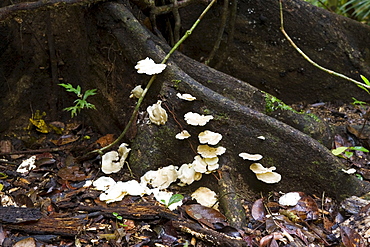 Wood fungus growing on a buttress root in the Daintree Rainforest, Queensland, Australia