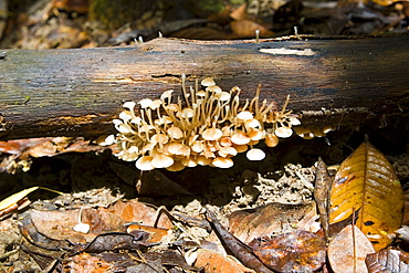 Fungus grows on fallen branch in the Daintree Rainforest, Queensland, Australia