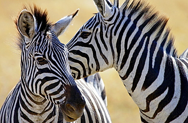 Common Plains Zebra (Grant's), Ngorongoro Crater, Tanzania