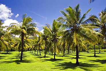 Palm trees in the Thala Beach area of Port Douglas, Australia