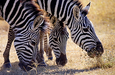 Burchells Plains Zebra ,Grumeti,Tanzania