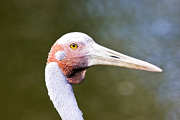 Brolga, Queensland, Australia