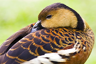 Wandering Whistling-duck, Queensland, Australia