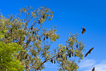 Spectacled Flying-fox bats roosting, Port Douglas, Queensland, Australia