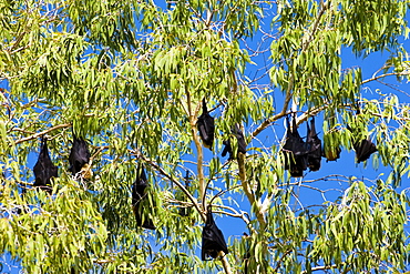 Colony of Spectacled Flying-fox bats, Port Douglas, Queensland, Australia