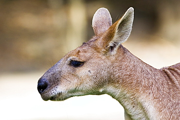 Antilopine Wallaroo, Queensland, Australia