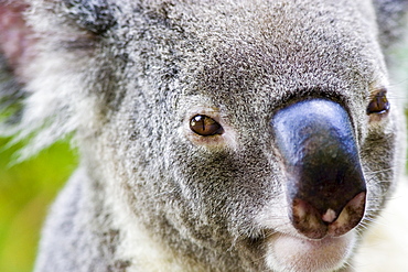 Koala, Queensland, Australia