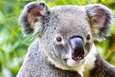 Koala, Queensland, Australia