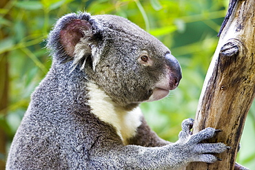 Koala in a eucalyptus tree, Queensland, Australia