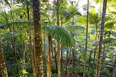 Daintree Rainforest, Queensland, Australia