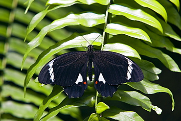 Adult male Orchard Butterfly on fern leaf, North Queensland, Australia