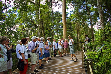 Tourists on rainforest boardwalk in Barron Gorge National Park, North Queensland, Australia