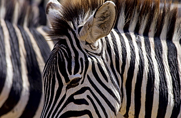 Common Plains Zebra (Grant's), Ngorongoro Crater, Tanzania