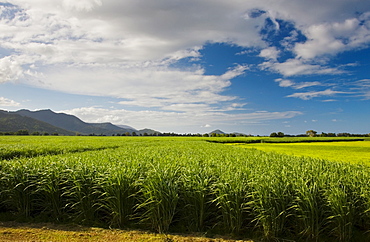 Sugar cane field, Freshwater Connection, Australia