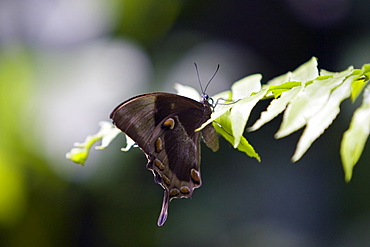 Butterfly rests on a leaf, North Queensland, Australia