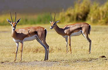 Thomsons Gazelles, Ngorongoro Crater, Tanzania