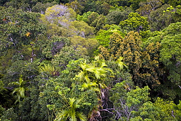 Rainforest seen from Skyrail Cableway, North Queensland, Australia