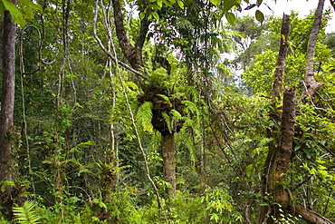 Basket ferns, Epiphytes, on tree in Barron Gorge National Park, Queensland, Australia