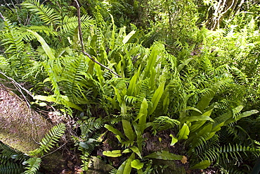 Rubber ferns and Fishbone ferns grow on forest floor in Barron Gorge National Park, Queensland, Australia