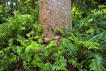 Fishbone ferns growing at base of Kauri Pine tree, Barron Gorge National Park, Queensland, Australia