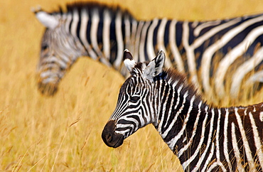 Common Plains Zebra (Grant's) & foal, Ngorongoro Crater, Tanzania