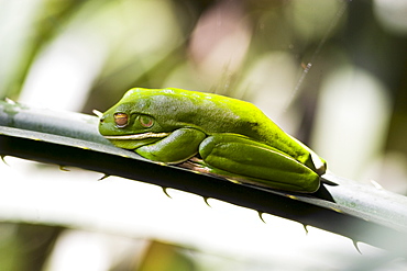 White-Lipped Green Tree Frog on palm leaf, Daintree Rainforest, Queenland, Australia