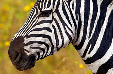 Common Plains Zebra (Grant's), Ngorongoro Crater, Tanzania