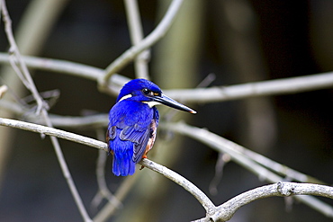 Tree Kingfisher, Queensland, Australia