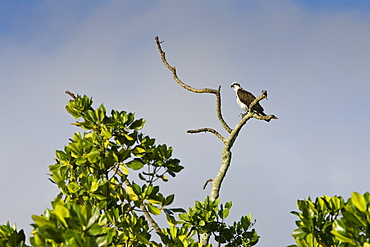 Female Osprey on bare branch of tree, Daintree River, Queensland, Australia